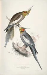 Nymphicus hollandicus